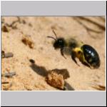 Andrena vaga - Weiden-Sandbiene w06.jpg
